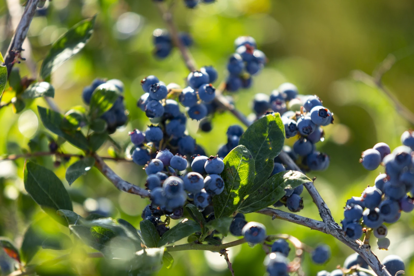 Blueberries irrigated with The Rotator® line of Nelson Irrigation sprinklers 
