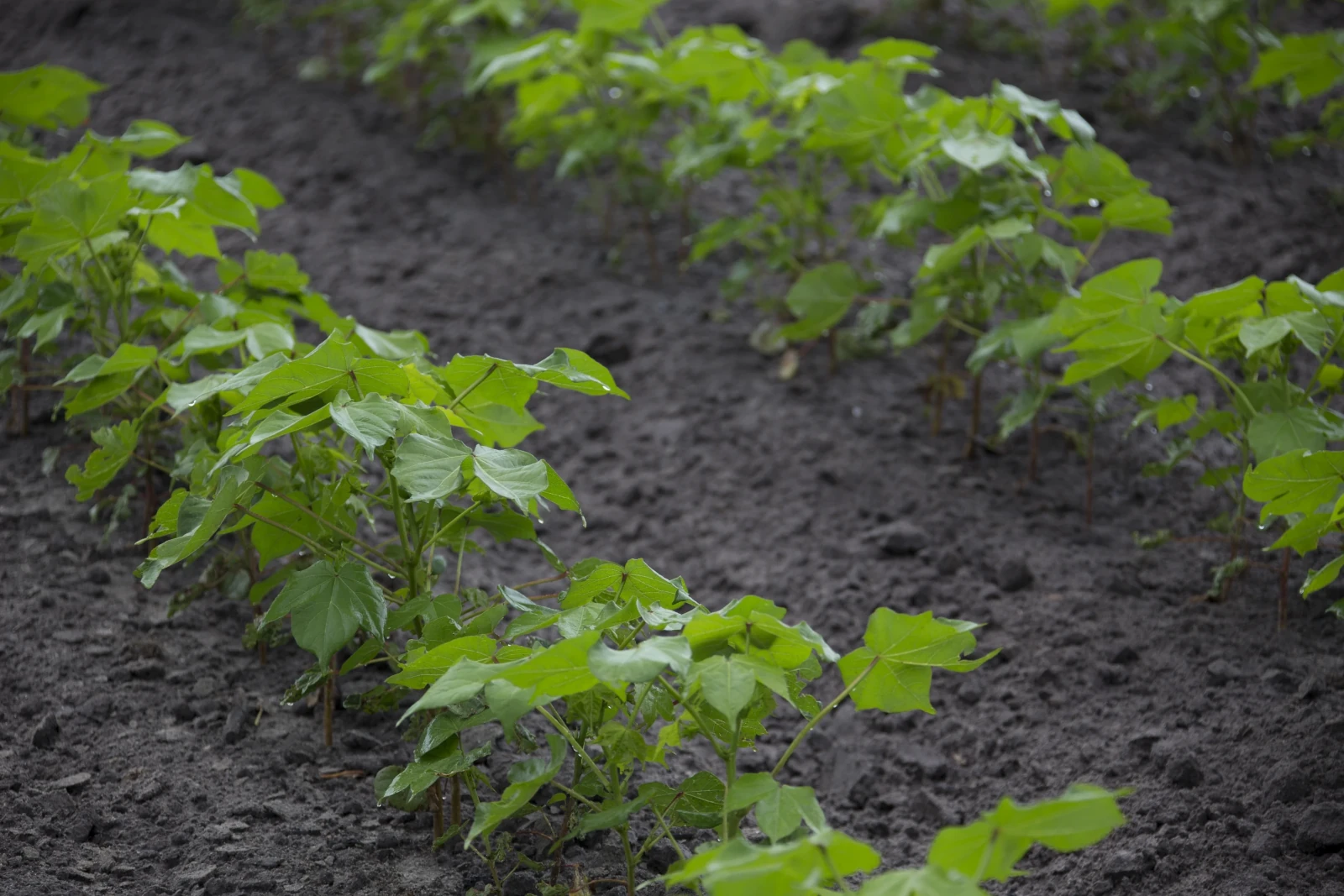 Nelson cotton sprinkler irrigation system for farms