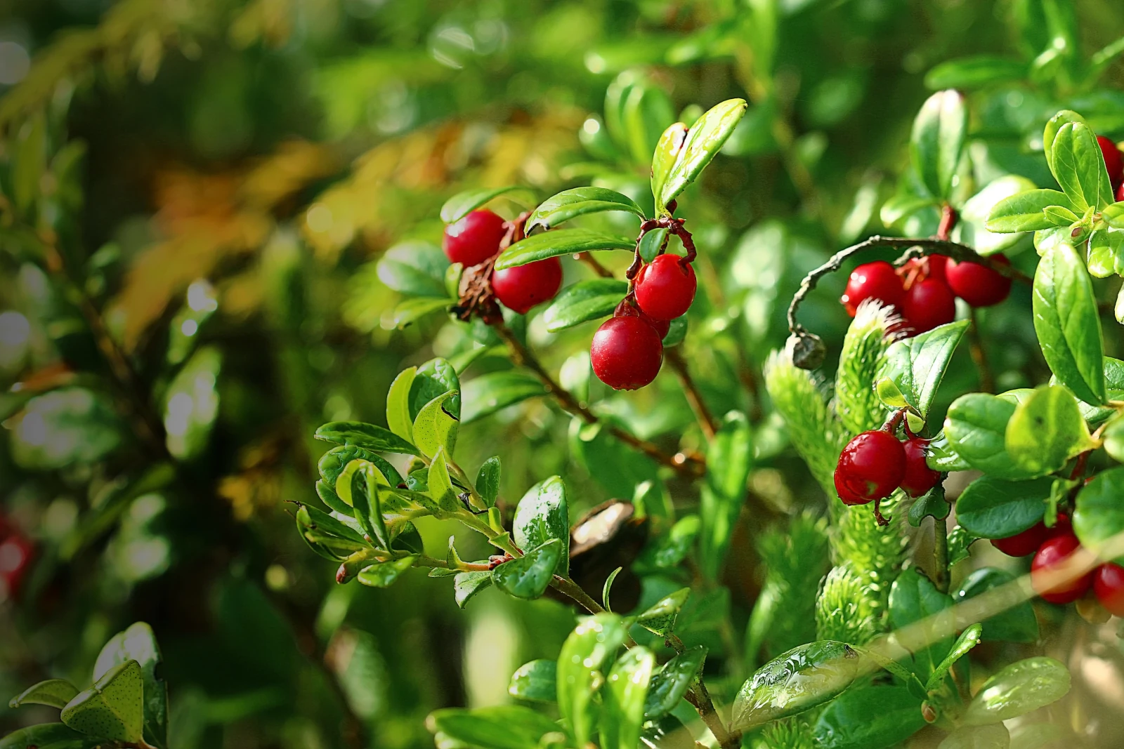 Nelson cranberry sprinkler irrigation system for bogs