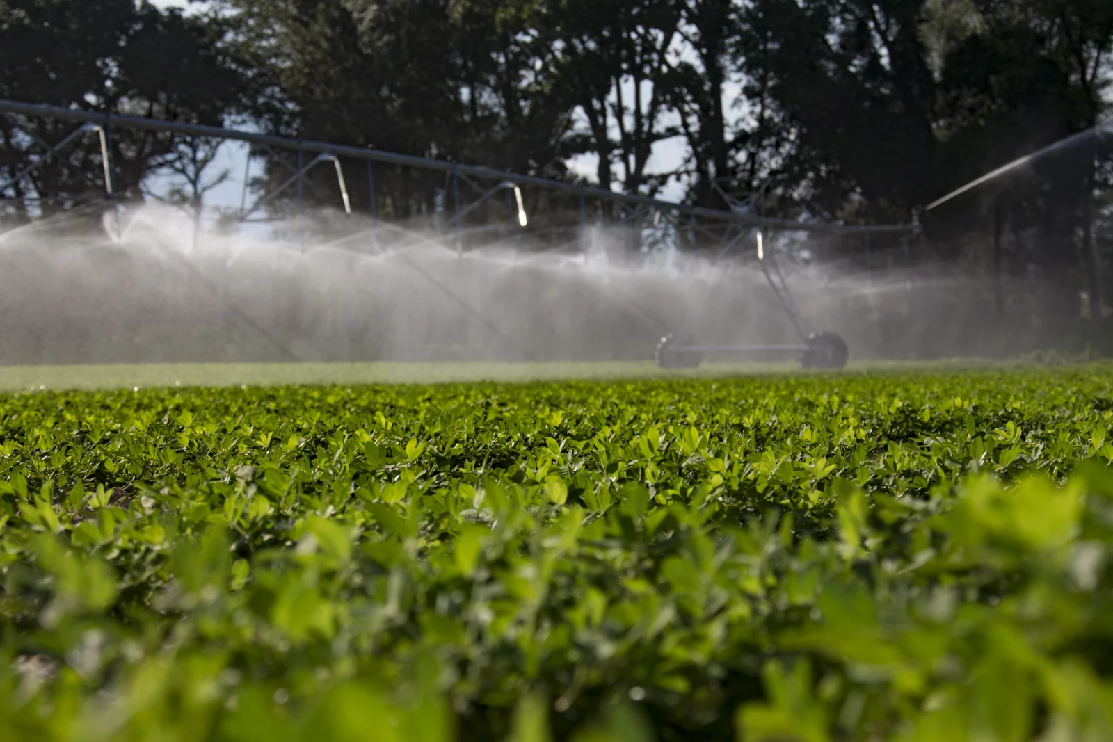 Nelson peanut sprinkler irrigation system for farms