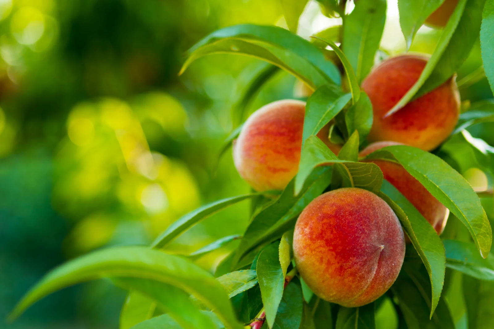 Nelson peach sprinkler irrigation system for orchards