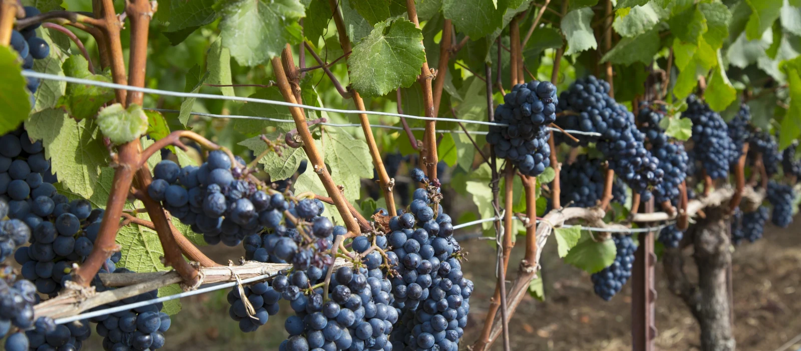 Nelson vineyard sprinkler irrigation system for farms